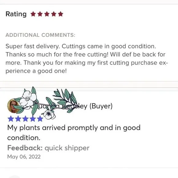 8 Purple Heart Plant Cuttings 💜 - Picture 4 of 5